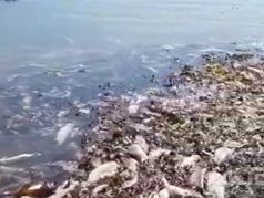 Мертвая рыба в устье реки Пугачевки. Фото: скриншот видео