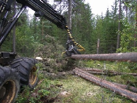 Лесозаготовка. Фото: с сайта www.norwoodsm.ru