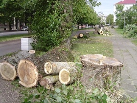 Спиленные деревья. Фото: greenpatrol.ru