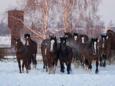 Лошади - владимирские тяжеловозы. Фото из блога senezh.livejournal.com