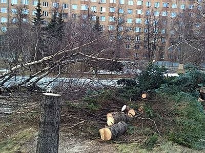 Вырубка деревьев у гостинцы Спутник